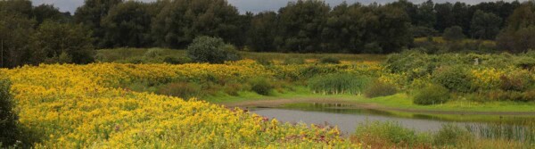 Changes to New York’s Freshwater Wetlands Regulations