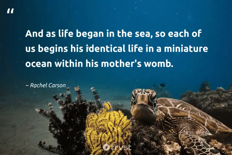 "And as life began in the sea, so each of us begins his identical life in a miniature ocean within his mother's womb." -Rachel Carson #trvst #quotes #collectiveaction #socialchange #RachelCarson #ocean #life 
