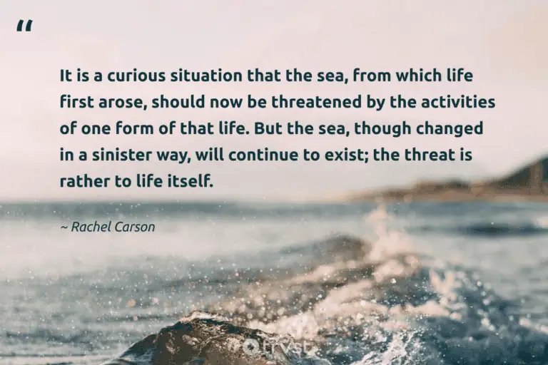 "It is a curious situation that the sea, from which life first arose, should now be threatened by the activities of one form of that life. But the sea, though changed in a sinister way, will continue to exist; the threat is rather to life itself." -Rachel Carson #trvst #quotes #takeaction #bethechange #RachelCarson #life 