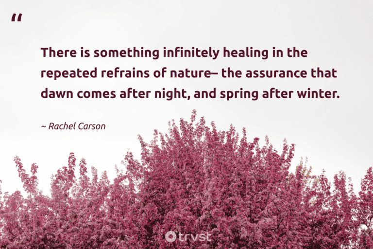 "There is something infinitely healing in the repeated refrains of nature - the assurance that dawn comes after night, and spring after winter." -Rachel Carson #trvst #quotes #impact #bethechange #RachelCarson #healing #nature 