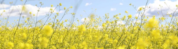 April 25th National Days and Observances