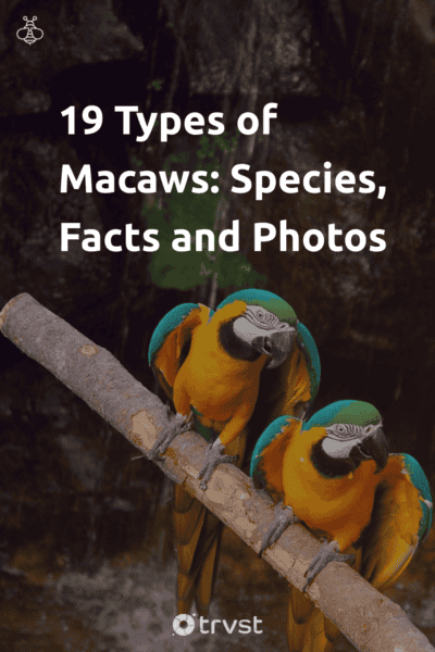 Pinterest Image for 19 Types of Macaws: Species, Facts and Photos
