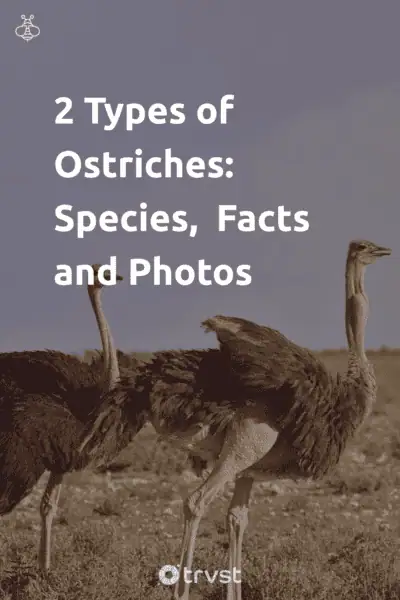 Pinterest Image for 2 Types of Ostriches: Species, Facts and Photos