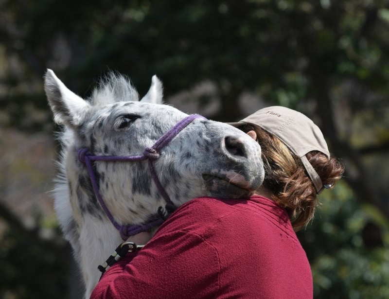 closeup of gray horse hugging female
