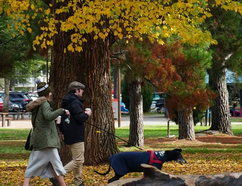 couple with coffee walking dog in park during fall