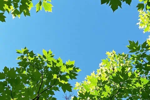 National Donate Life Blue Green Day