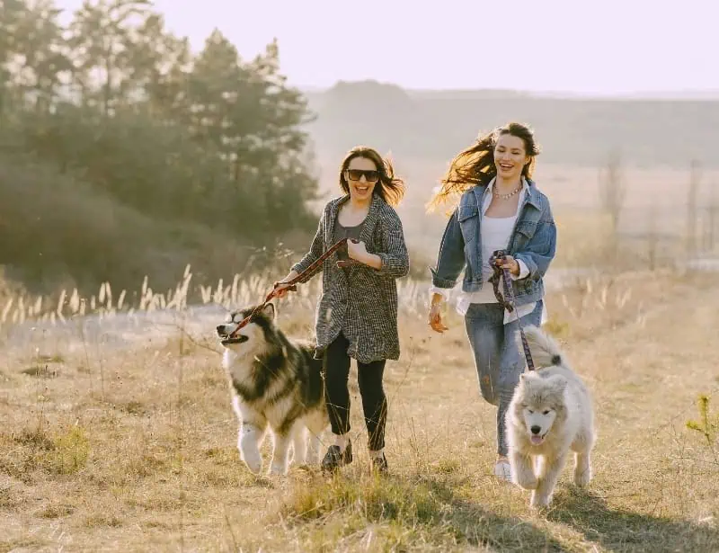 two smiling women walking two huskies day time in a field