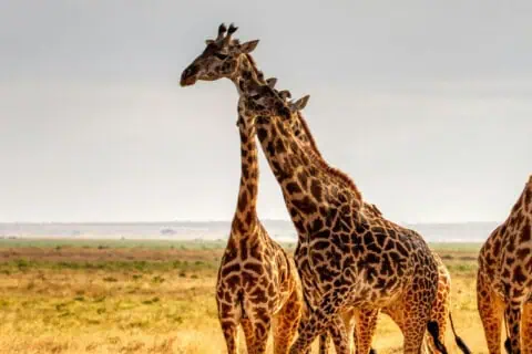 Tallest Animals On Land Besides Giraffes