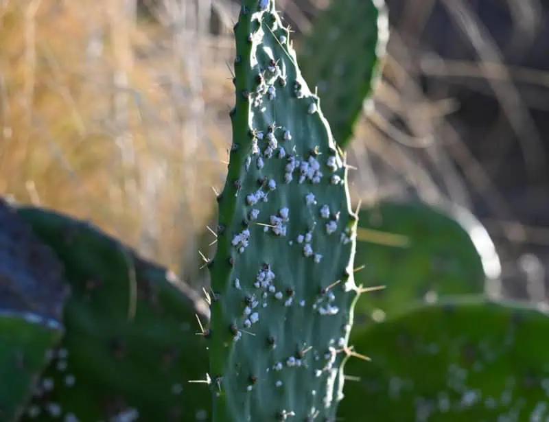 cochineal bug on a cactus