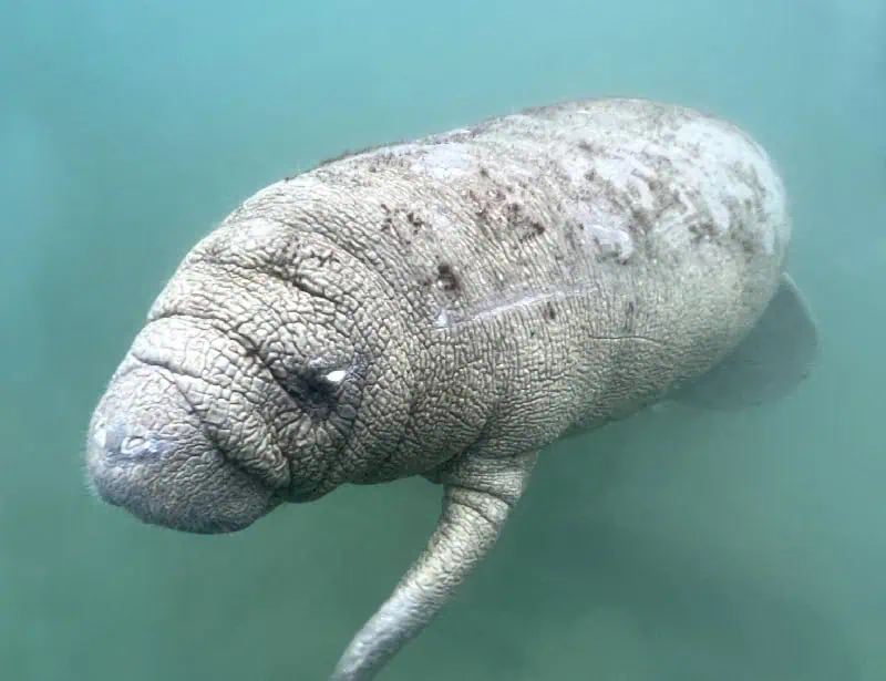 adult manatee underwater