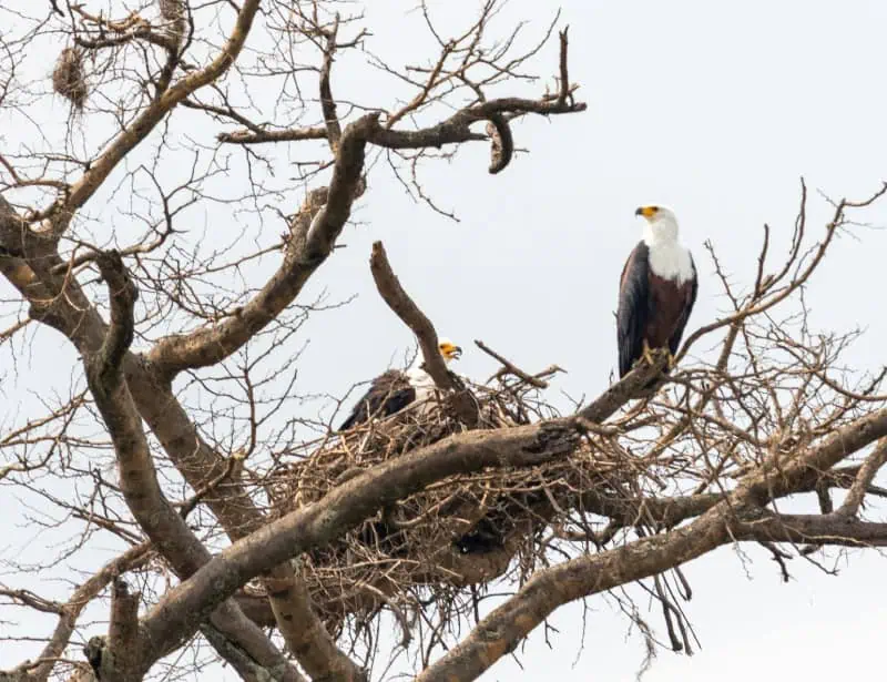 bald eagle parents near nest