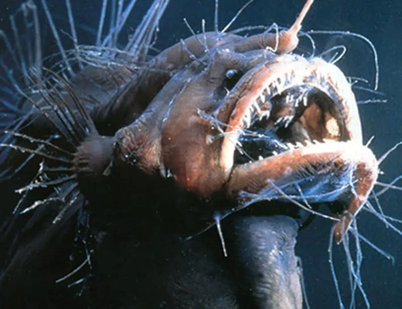 closeup deep sea anglerfish