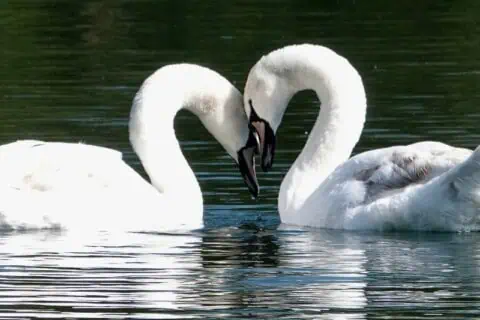 Monogamous Animals That Mate for Life