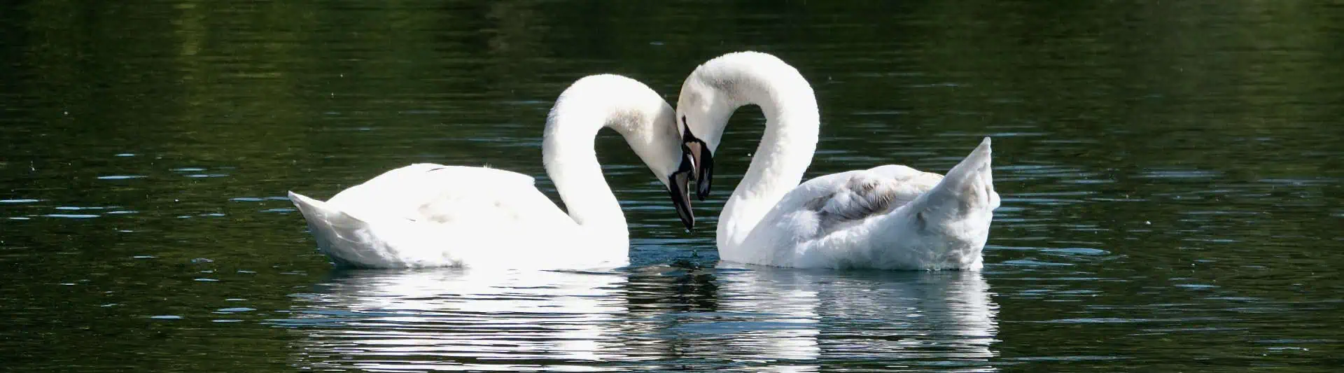 17 Monogamous Animals That Mate for Life