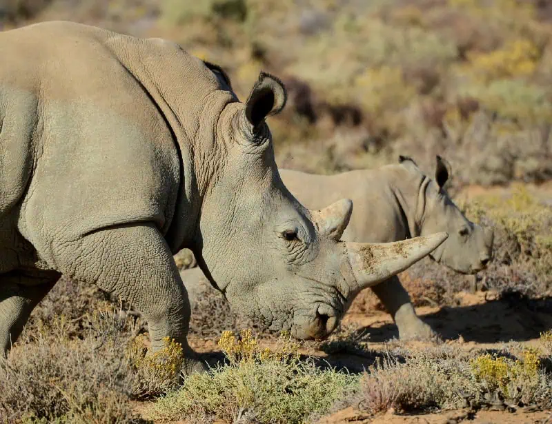 mother and baby rhino walking