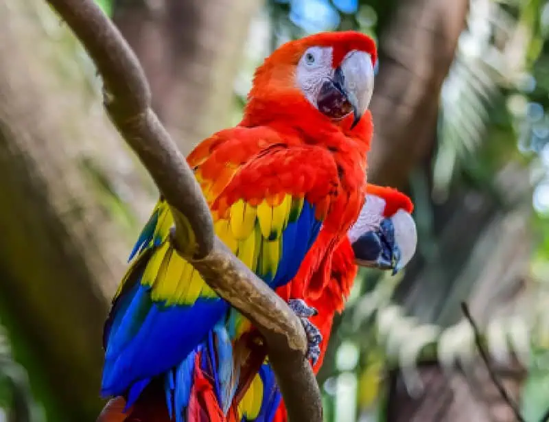 pair of scarlet macaw perching