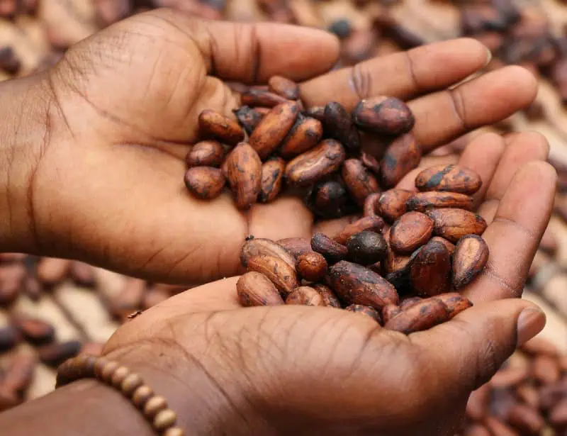 person holding dried cacao beans