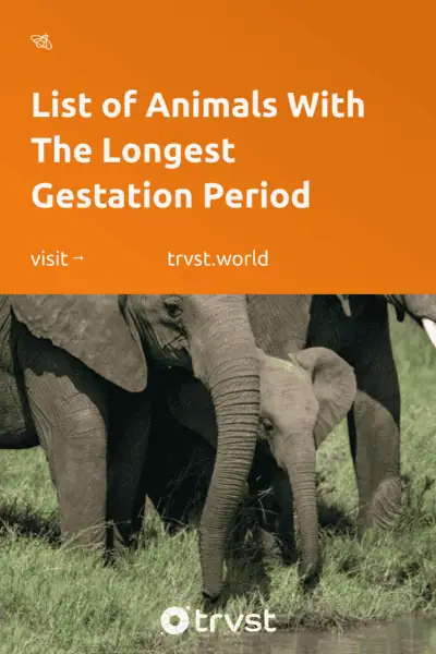 Pinterest Image for List of Animals With The Longest Gestation Period
