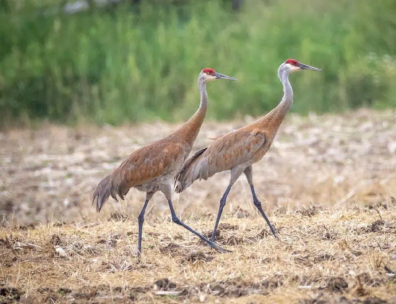 two sandhill cranes walking