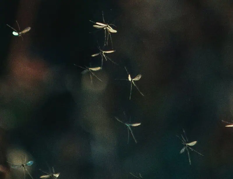 bunch-of-flying-mosquitoes