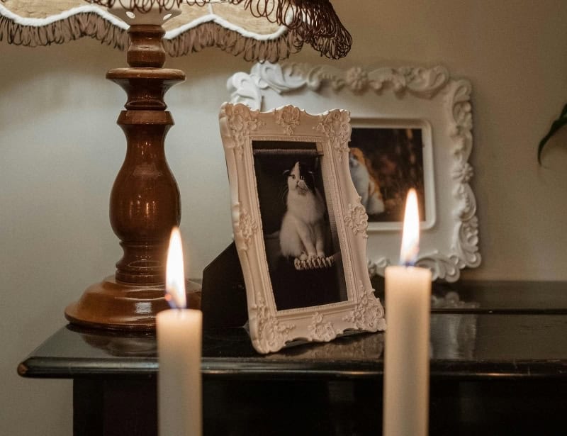 two candles cat photo in frame
