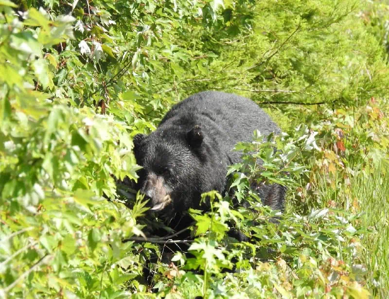 american black bear walking on bush path