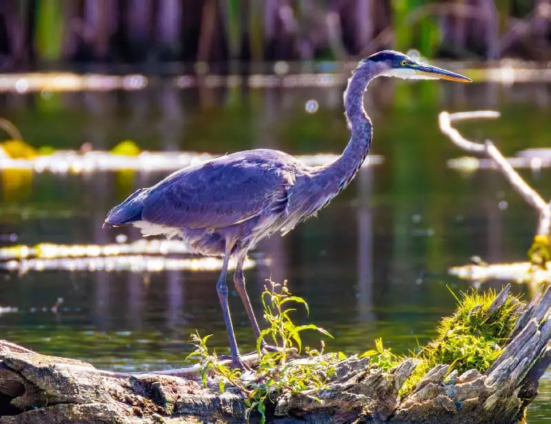 blue heron perched on floating log in middle of swamp