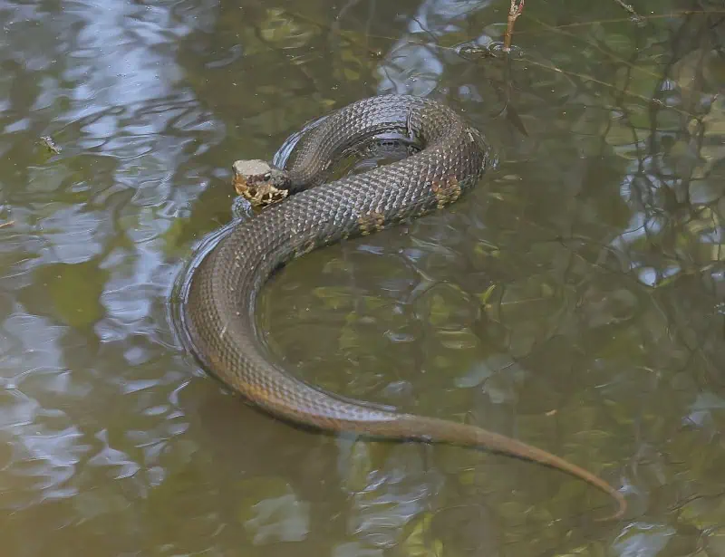 cottonmouth snake swimming in swamp
