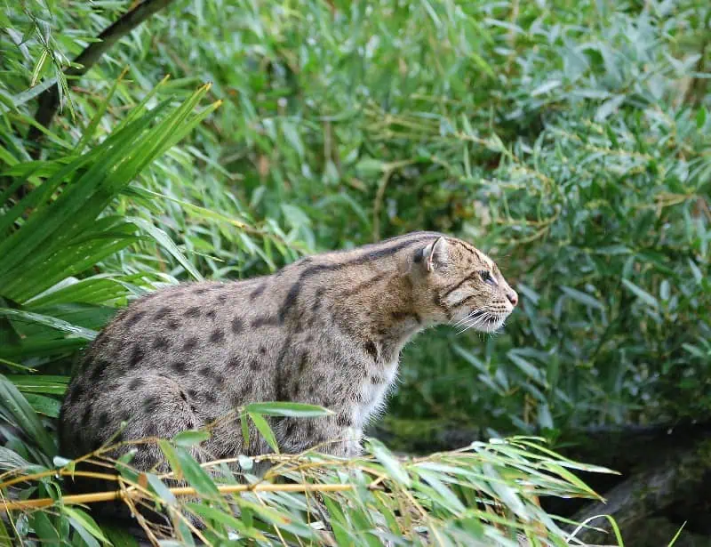 fishing cat in a bush looking far