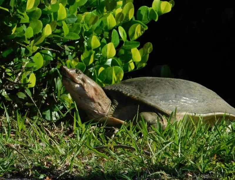 florida softshell turtle reaching for leaves