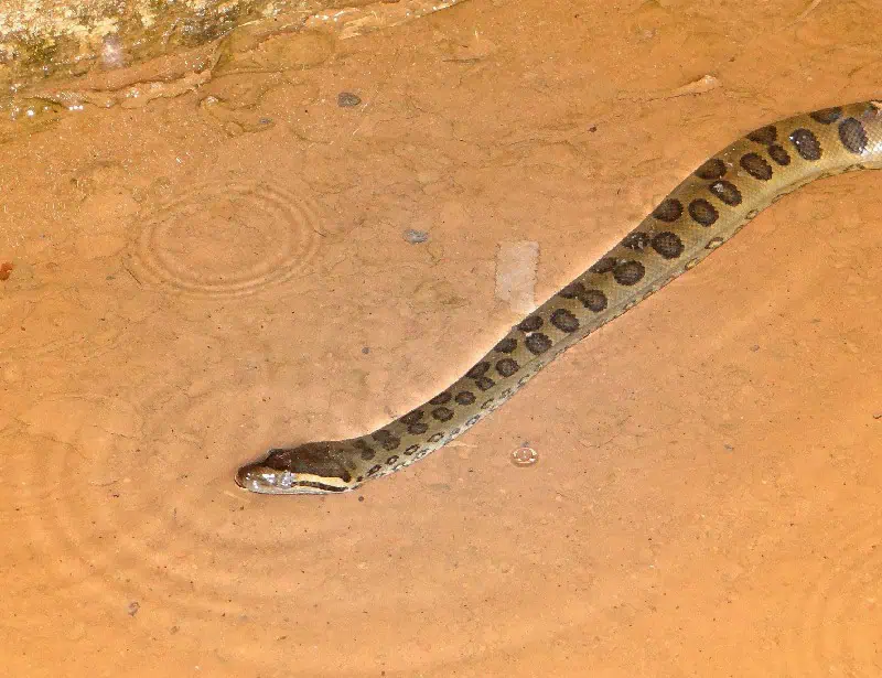 green anaconda swimming in brown water