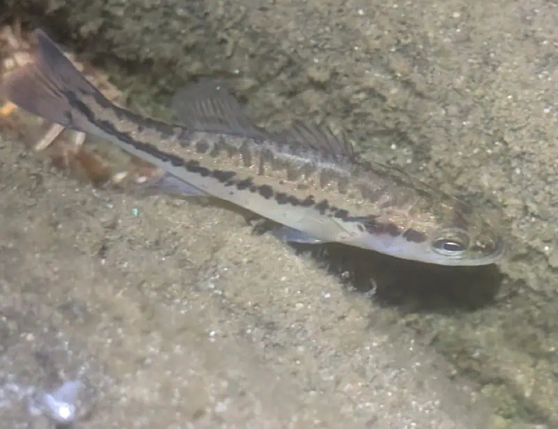 largemouth bass swimming in swamp water