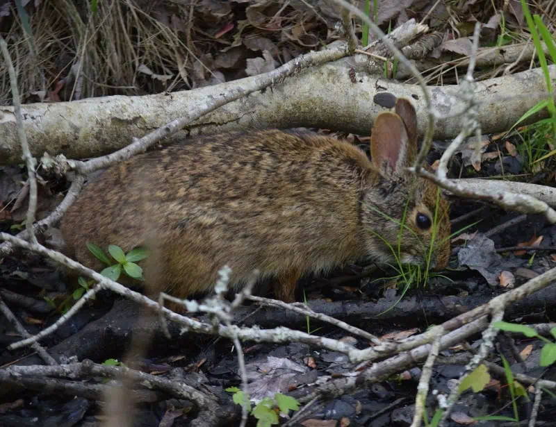 marsh rabbit hidden in swamp floor