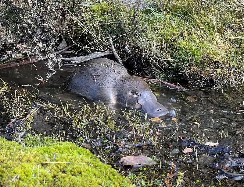 platypus tucked in swampy corner