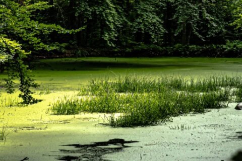 Swamp Animals