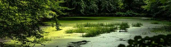 Swamp Animals