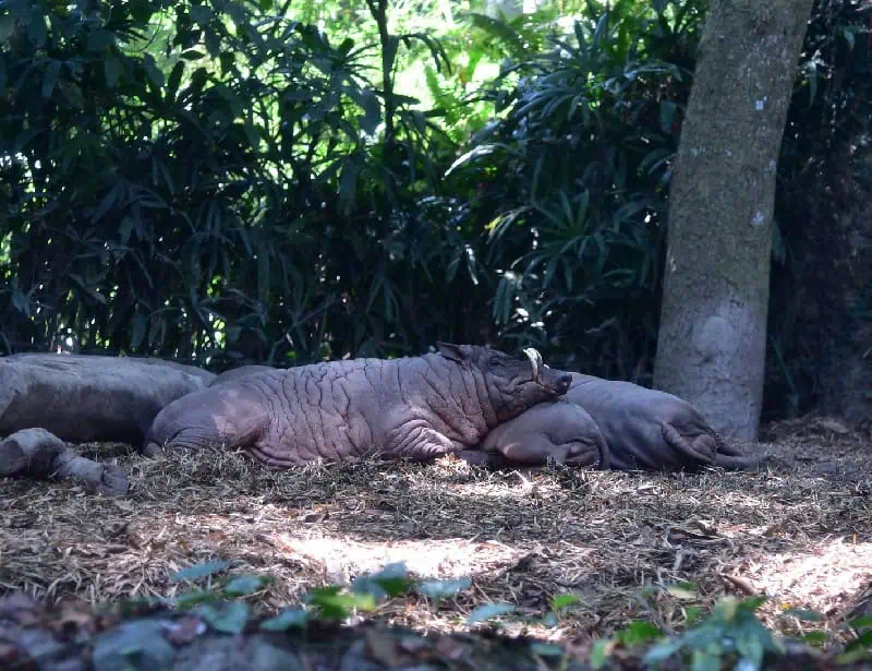 two lounging babirusa on soil