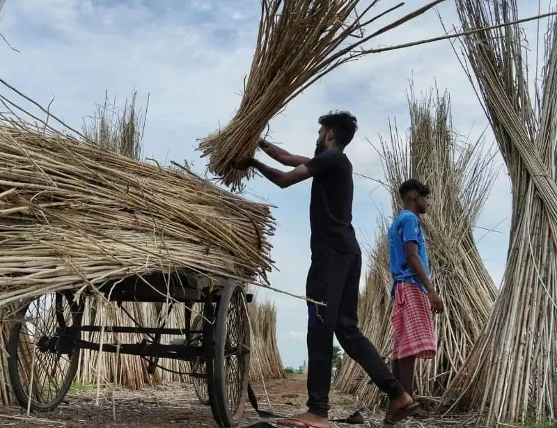 workers collecting dried jute stalks