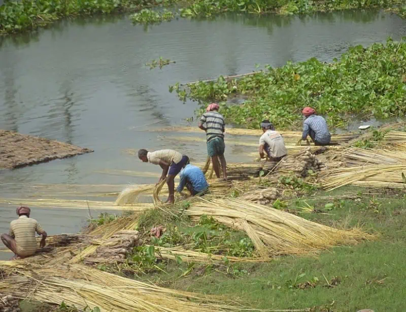 workers washing jute stalks in river