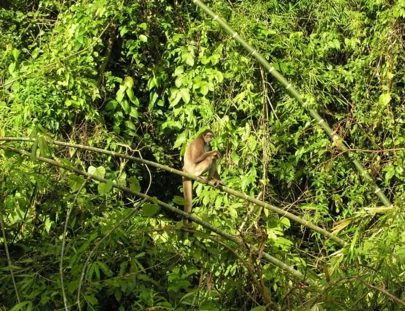 lonely long haired spider monkey on treetop