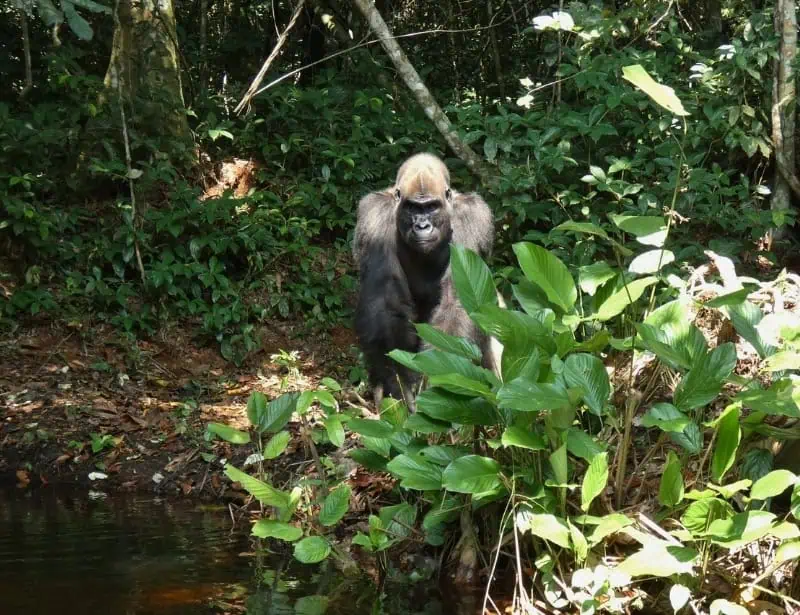 staring western lowland gorilla in forest
