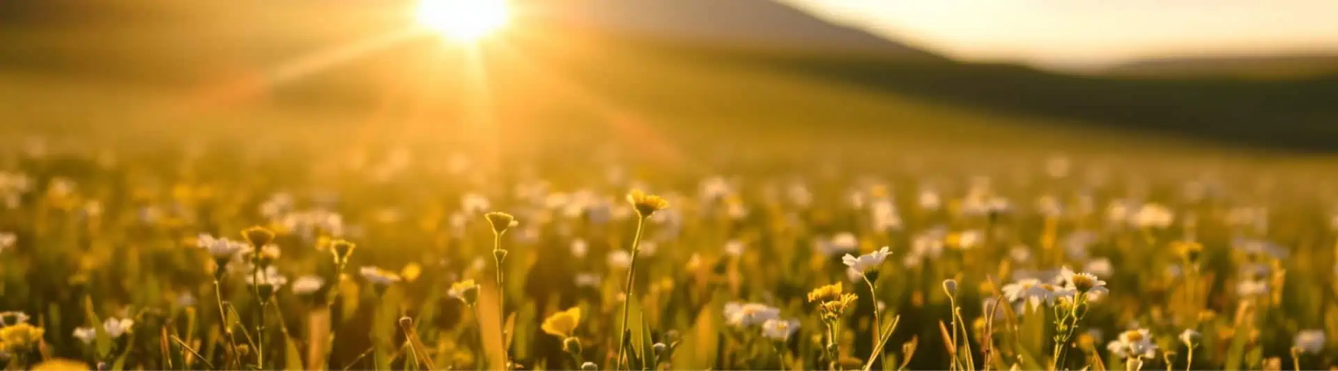 Hunt For Happiness Week: Your Complete Wellness Guide