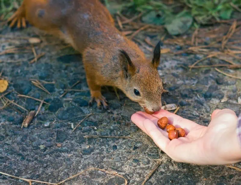 red squirrel eating nuts from feeding hands