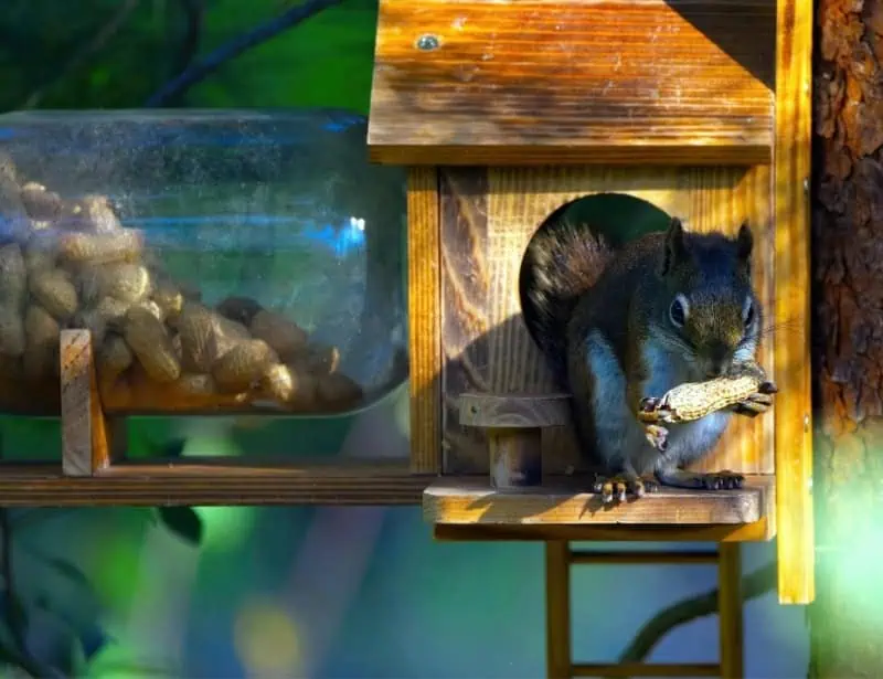 squirrel inside from diy wooden shelter