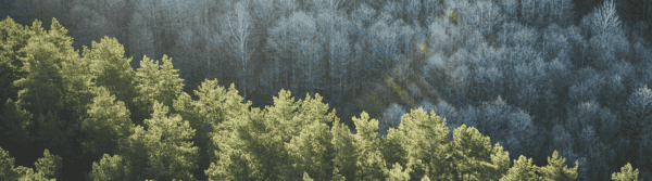 Forests And Earthquakes