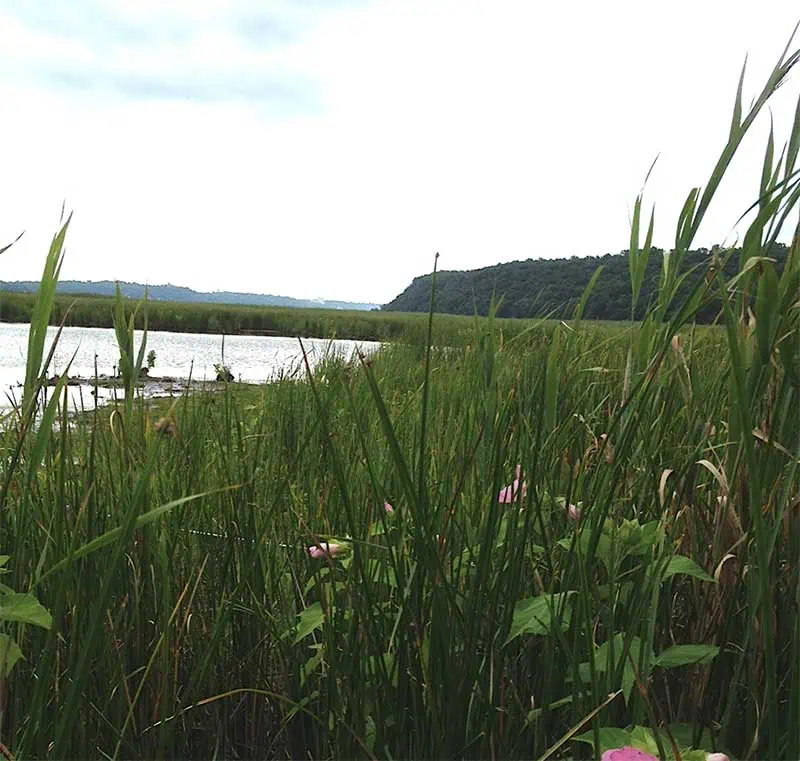 Long Island Marsh
