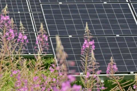 International Sun Day