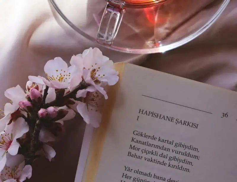 cherry blossom branch and opened book of foreign poem