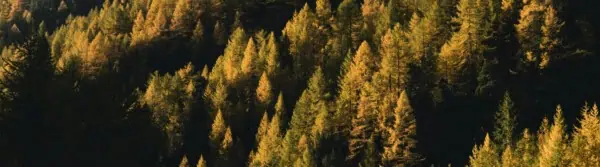 International Day Of Forests