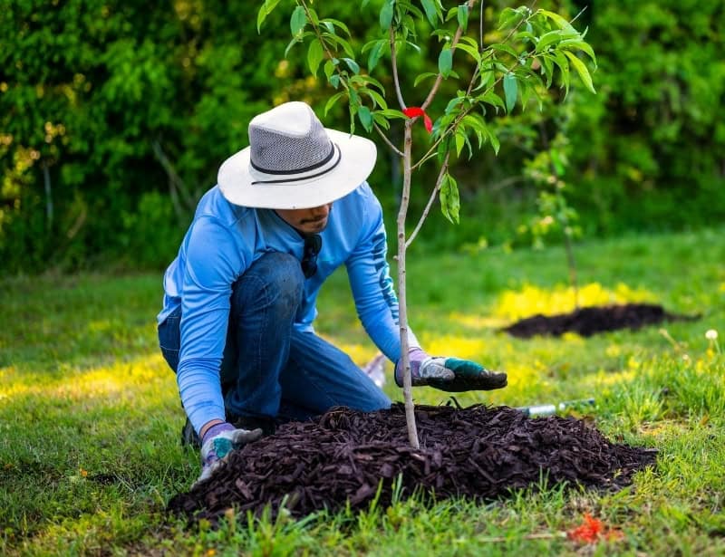 person wearing blue top and hat planting young tree
